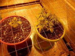 White berry(PS) Night queen(DP)