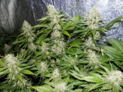 Jack herer GHS 6 week 12h