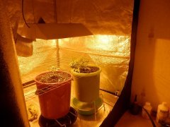 Scrog