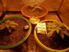Moby dick(DS)Hawaiian snow(GHS)Blueberry(DP)