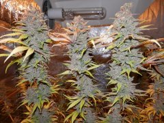 Afgan kush after...