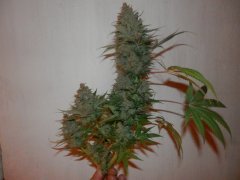 Blueberry