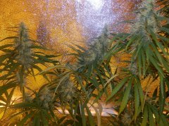 Hawaiian snow