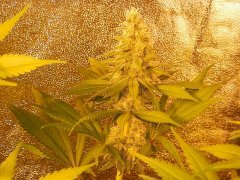 pakistan valley 5week flover
