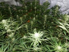 Star 47,Pakistan valley, Afgan kush, 3week flower