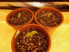 Afgan kush.Pakistan valey.Star47. 4day