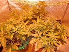 Star47.Pakistan valey.Afgan kush. 4week