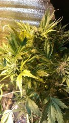 Super Skunk
