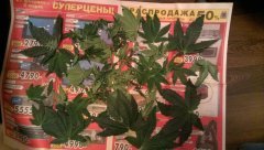 мини хв :D