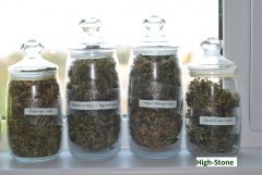 World Of Seeds
