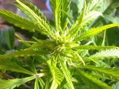 ЦК Auto Afghan Mass fem
