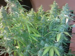 Auto AK fem