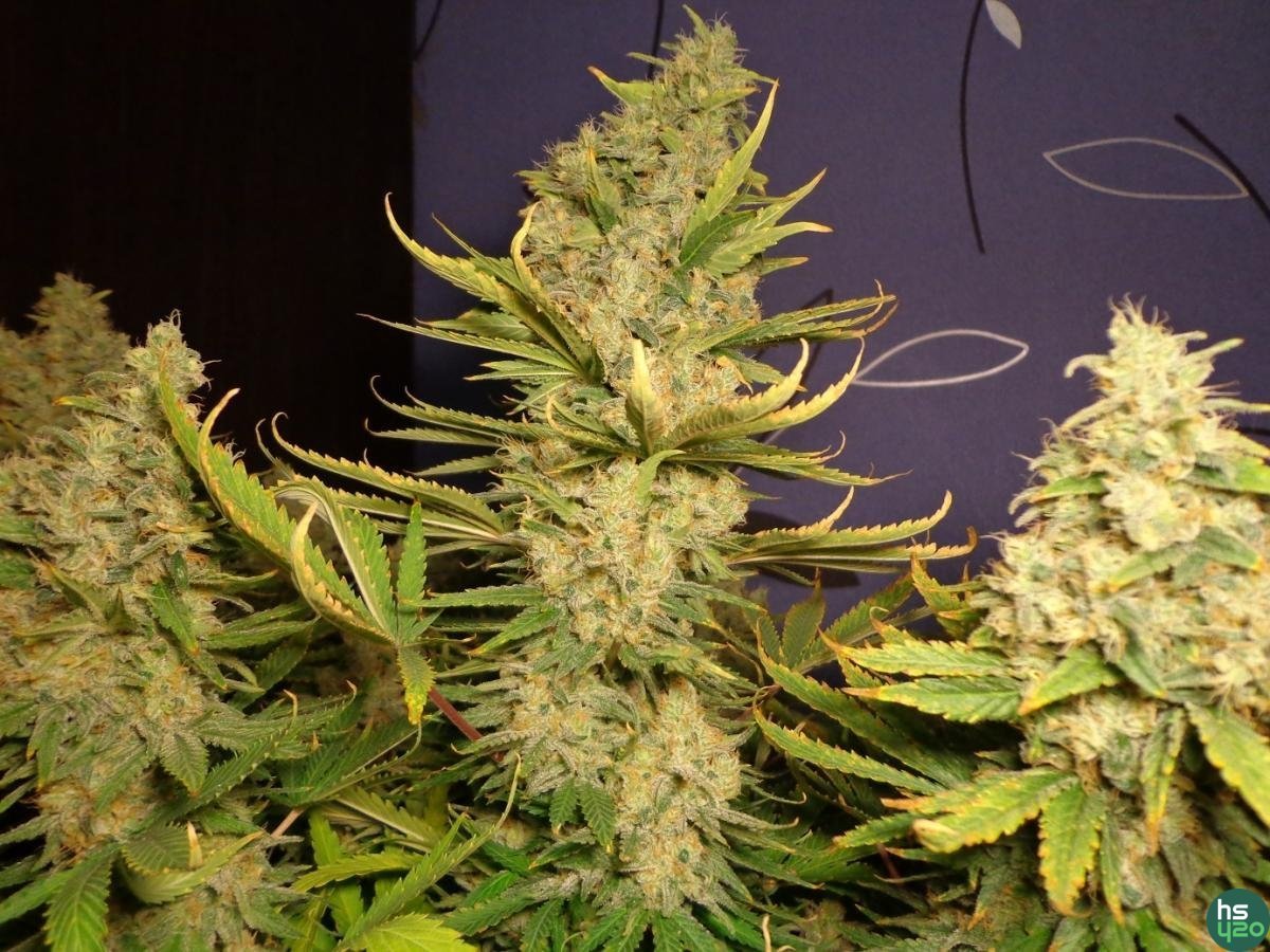AK-47 auto (fem) & Green House Cheese (fem)