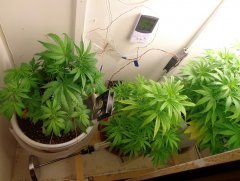 Cheese & AK-47 auto