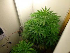 AK-47 auto