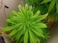 AK-47 auto