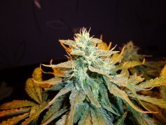 Green House Cheese