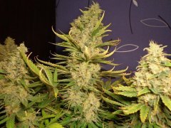 Ak-47