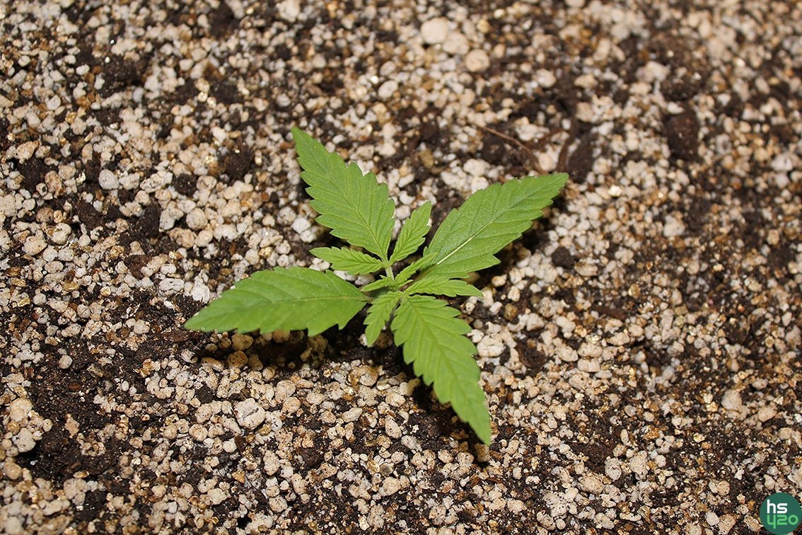 "Barney*s Farms"   LSD fem