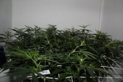 ‎LSD Fem