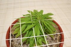 ‎LSD Fem.  2 ‎декабря ‎2013 ‎г