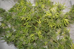 LSD fem   141 дней