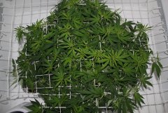 LSD Fem 11 ‎января ‎2014 ‎г