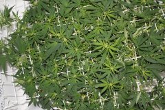 ‎LSD Fem 18 ‎января ‎2014 ‎г
