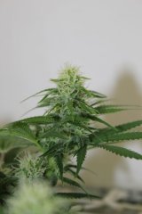 ‎LSD fem -3 ‎февраля ‎2014 ‎г