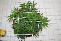 ‎LSD Fem 13 ‎декабря ‎2013 ‎г