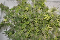 LSD fem