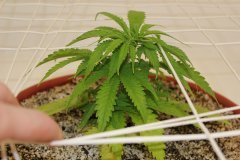 LSD fem‎ 30 ‎ноября ‎2013 ‎г