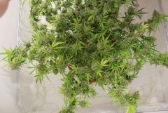 LSD fem
