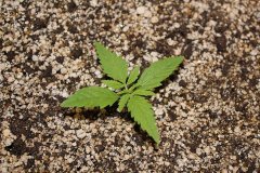 ‎LSD fem 8 дней от каски