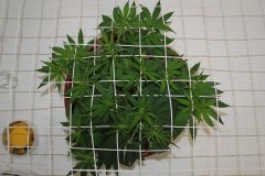 ‎LSD Fem 15 ‎декабря ‎2013 ‎г