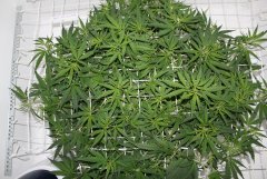 LSD Fem