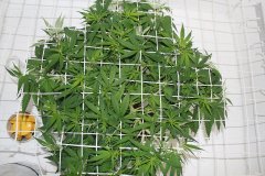 LSD fem ‎30 ‎декабря ‎2013 ‎г