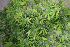 ‎LSD fem