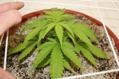‎LSD Fem 23 ‎ноября ‎2013 ‎г