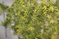 LSD fem 10 марта