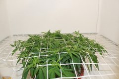 ‎LSD Fem 30 ‎декабря ‎2013 ‎г.