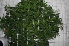 ‎5 ‎января ‎2014 ‎г LSD fem (ЛюСильДа)