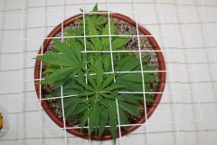 ‎LSD Fem 6 ‎декабря ‎2013 ‎г