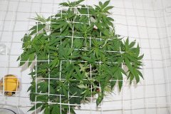 LSD Fem ‎20 ‎декабря ‎2013 ‎г