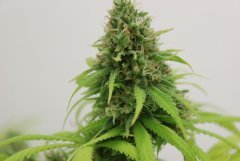 LSD fem