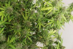 ‎LSD fem 25 ‎марта ‎2014 ‎г
