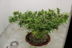 LSD fem третий день вода