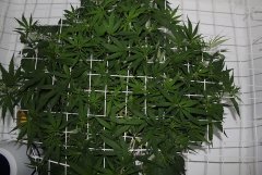 ‎LSD Fem 5 ‎января ‎2014 ‎г