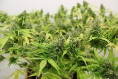 Lsd fem    127-дней