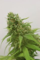 LSD Fem